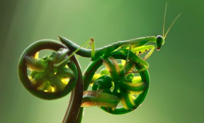 gambar belalang  unik belalang  sembah  Hewan  Rumah Kita